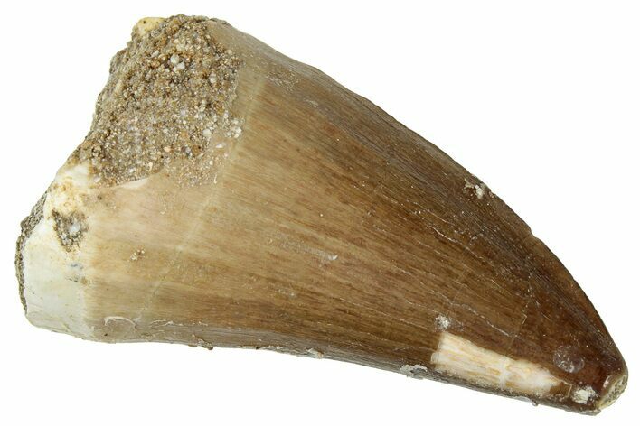 Fossil Mosasaur (Prognathodon) Tooth - Morocco #322673